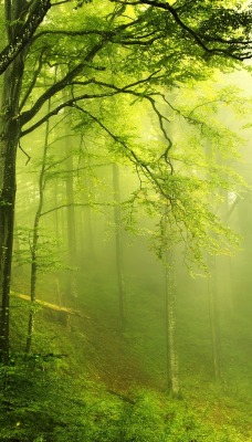 лес деревья зелень