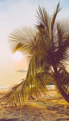 пальма пляж побережье солнце море