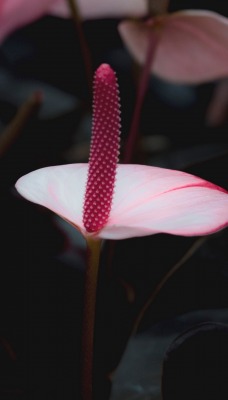 цветок антуриум розовый листья