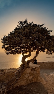 дерево высота стена море залив