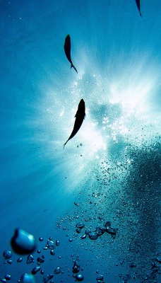 под водой акулы лучи пузырьки
