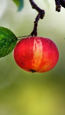 яблоко ветка листок