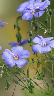 лен цветы голубые