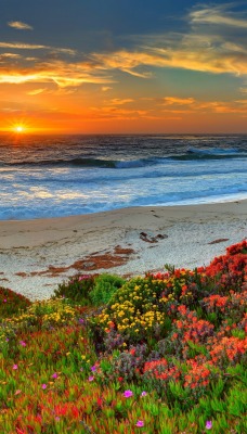 закат море берег цветы