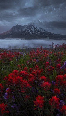 цветы горная долина облака утро