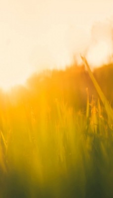 природа солнечный свет трава