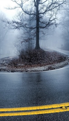 дорога лес туман