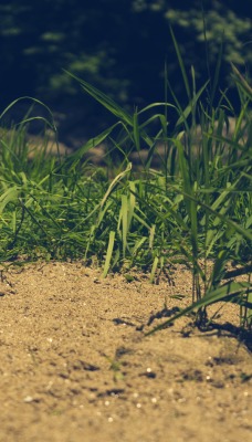 трава песок природа