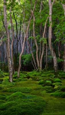 деревья лес парк мох
