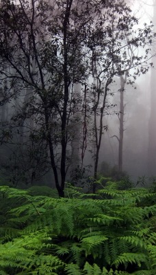 деревья туман папоротник