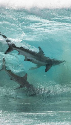 акула волна гребень