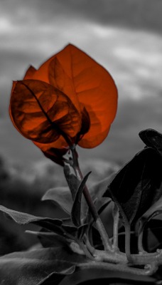 цветок красный пасмурность