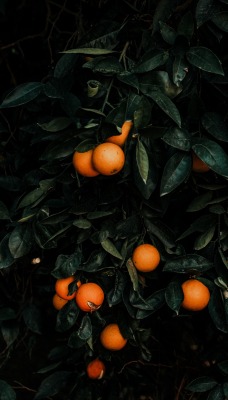 мандарин куст листья
