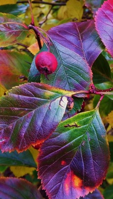 листья ягоды куст фиолетовый
