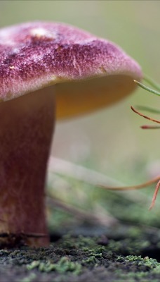 гриб крупный план мох сосна росток