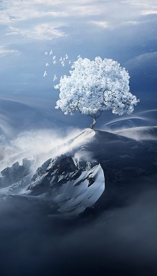 холмы горы дерево туман высота
