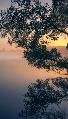 утро туман озеро водоем дерево