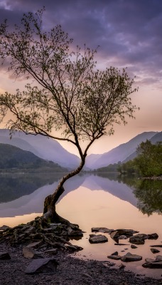 озеро дерево штиль берег