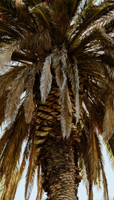 пальма ветви крупный план