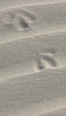 песок следы