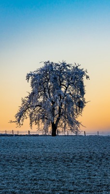 закат дерево небо забор