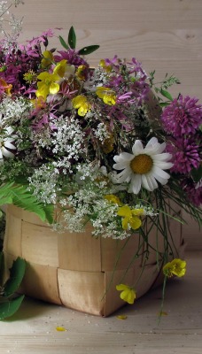 Полевые цветы в кошике