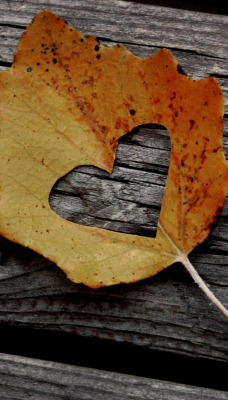 Сердце вырезанное в листке