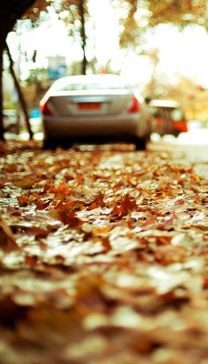 Листья на городских улицах