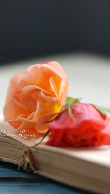 розы книга rose book