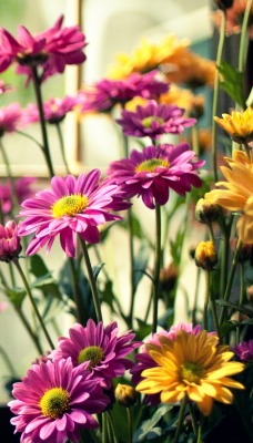 природа яблоко цветы nature Apple flowers