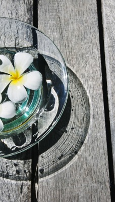 природа вода белые цветы ваза nature water white flowers vase