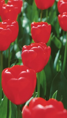 тюльпаны красные tulips red