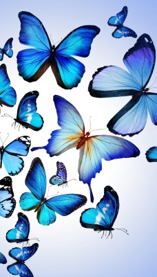 природа животные насекомое бабочки