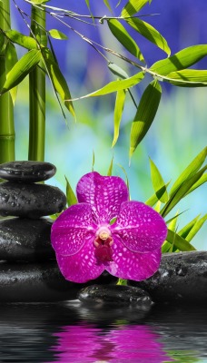 Орхидея камни вода растительность