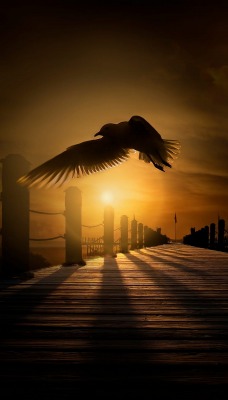 птица ночь фонари мост