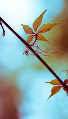 ветка осень боке лист