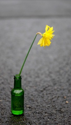 цветок бутылка ваза асфальт