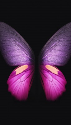 бабочка черный фон розовая бабочка