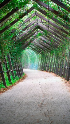 дорога арка зелень