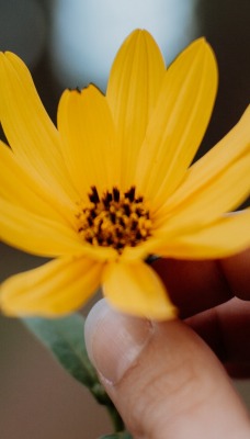 желтый цветок в руке