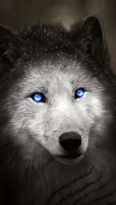 волк белый голубые глаза