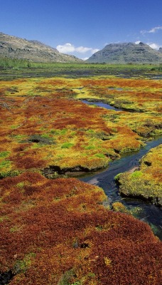 Colorful Mosses, Cedarberg Wilderness Area, Northern Cape, South Africa