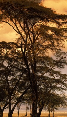 Fever Trees at Sunset, Africa