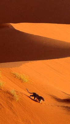 Crossing the Sand Dunes of Sossusvlei Park, Namibia, Africa