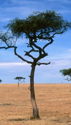Scattered Acacia Trees, Kenya, Africa