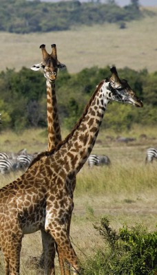Giraffes, Masai Mara Game Reserve, Kenya