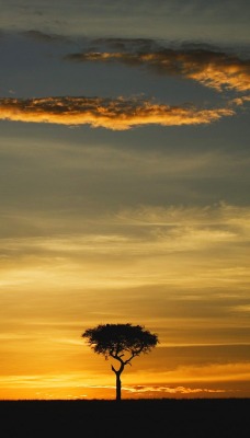 Single Acacia Tree at Sunrise, Masai Mara, Kenya