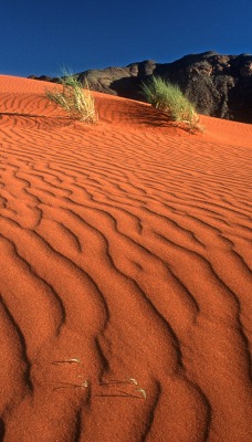 Crawling on the Dune, Namib Rand Nature Reserve, Namibia