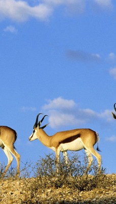 Springboks, Kgalagadi Transfrontier Park, Kalahari, South Africa