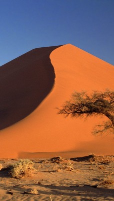 Sand Dunes and Acacia Tree, Namib Desert, Namibia